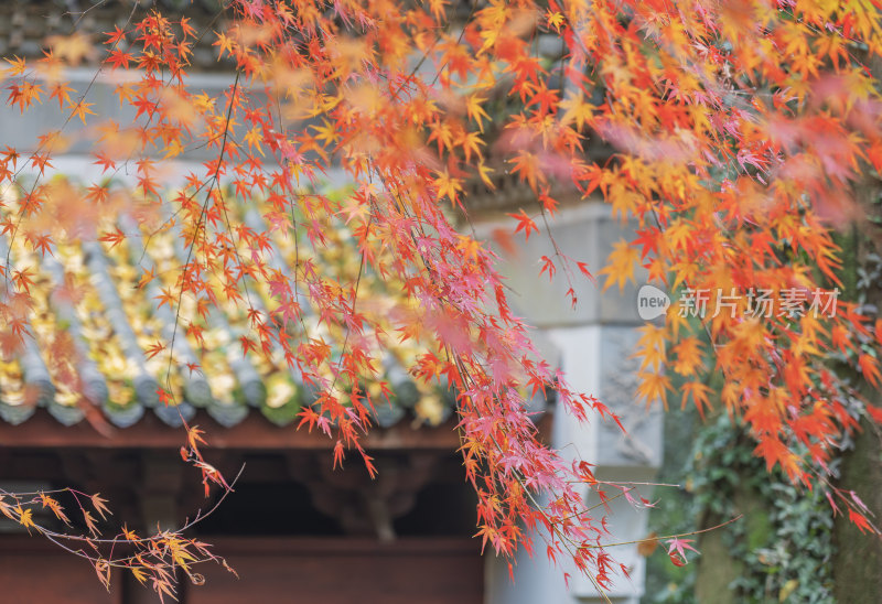 杭州韬光寺枫叶秋景