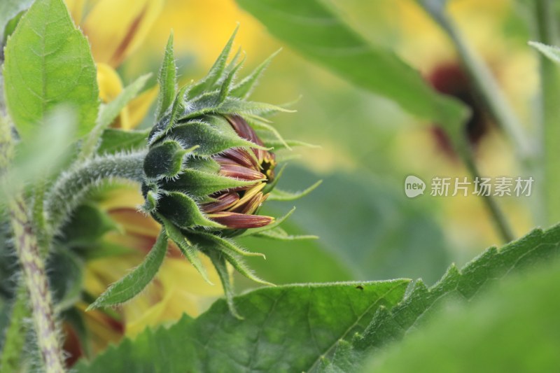 向日葵花蕾 花苞 