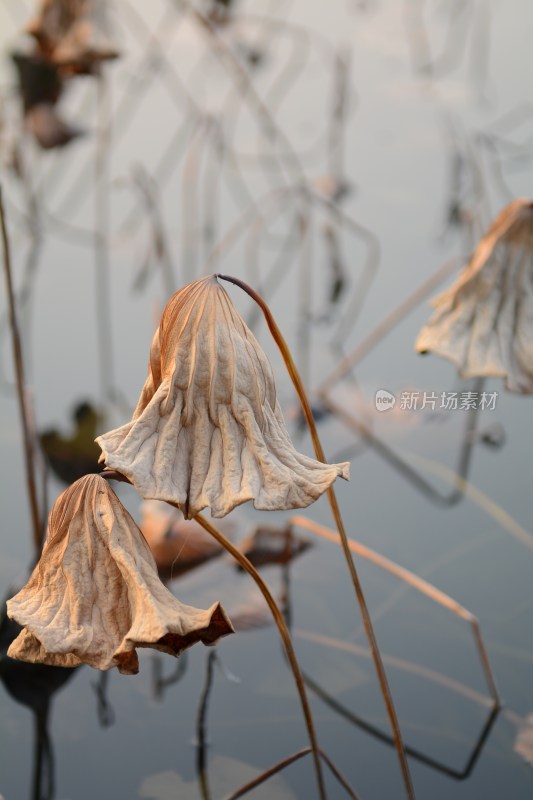 残菏  干枯的荷花禅意图