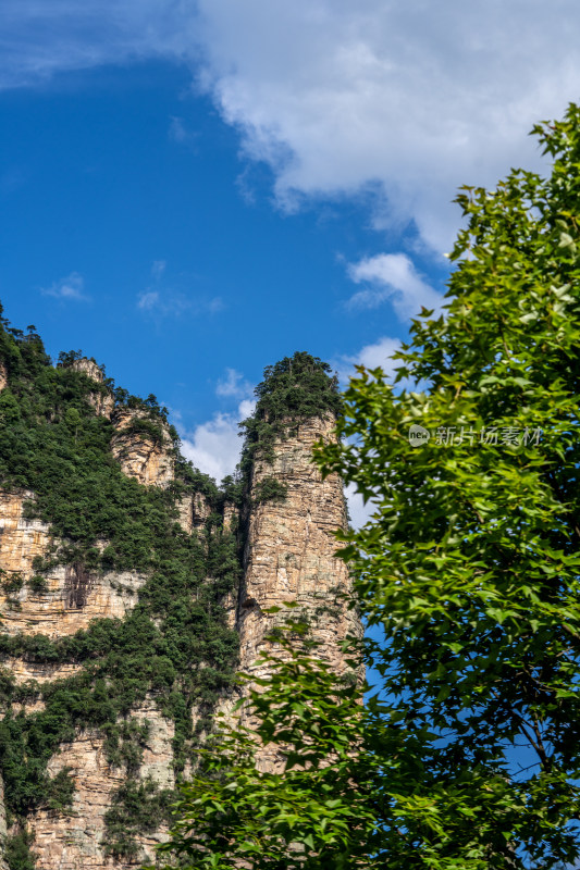 中国湖南张家界景区奇特山峰与茂密森林