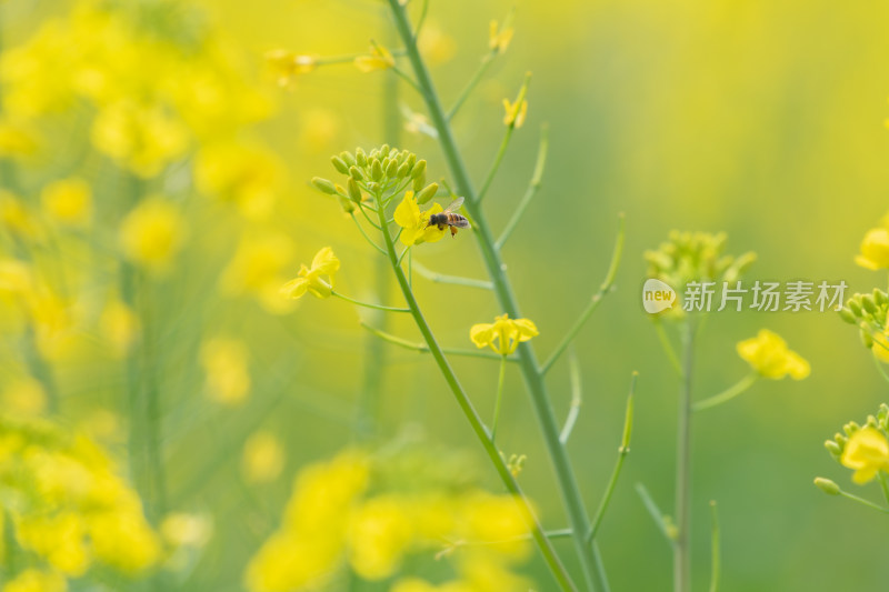 春天油菜花和蜜蜂