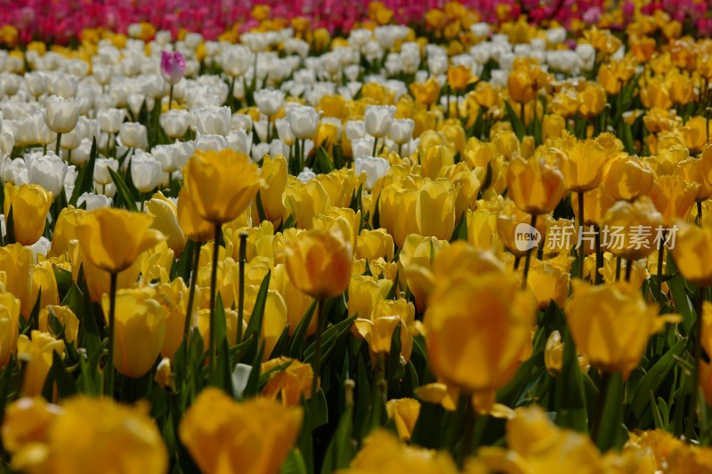 厦门园博苑举行第15届郁金香花展