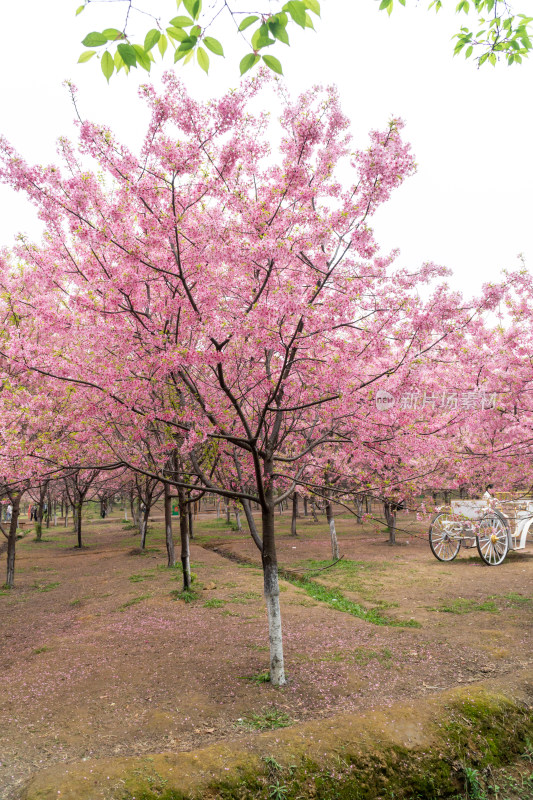 樱花绽放