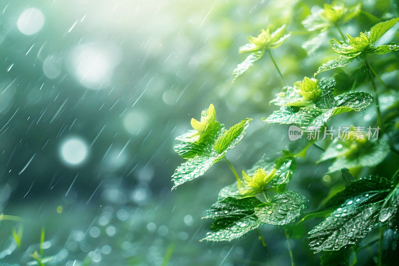 自然背景植物农业谷雨