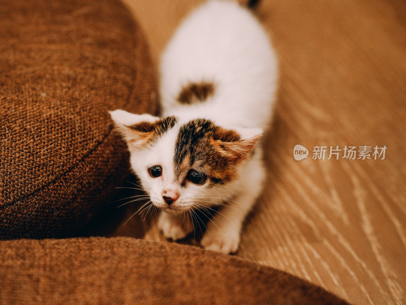 室内自在玩耍的三花小奶猫