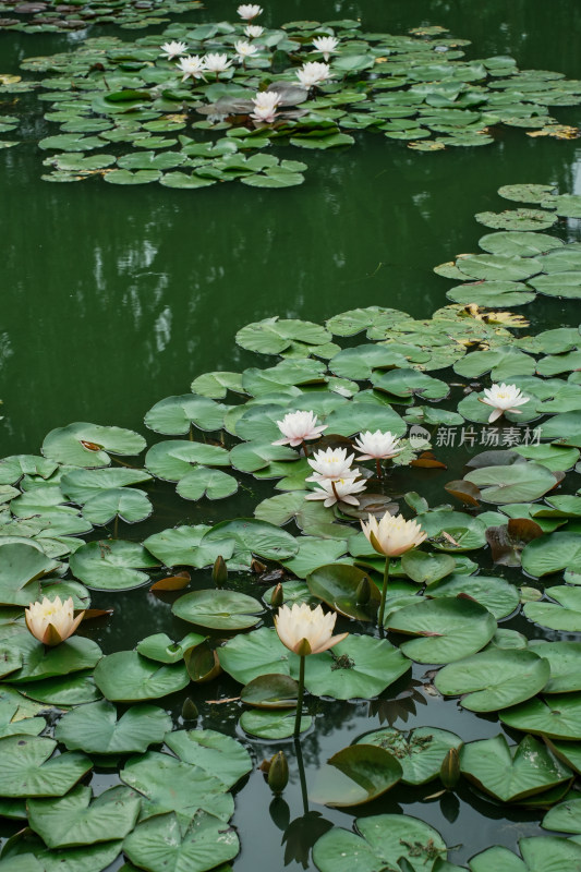 北京国家植物园睡莲