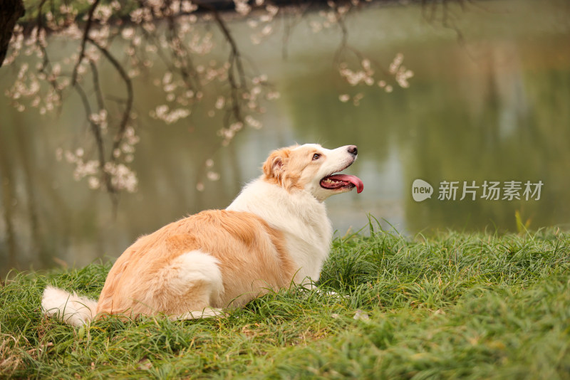 坐在湖边梅花树下的金色边境牧羊犬