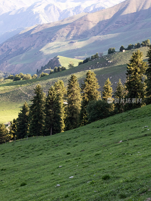 夏天新疆伊犁的草原森林的自然风景