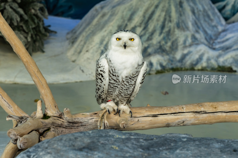 雪鸮特写在笼子中