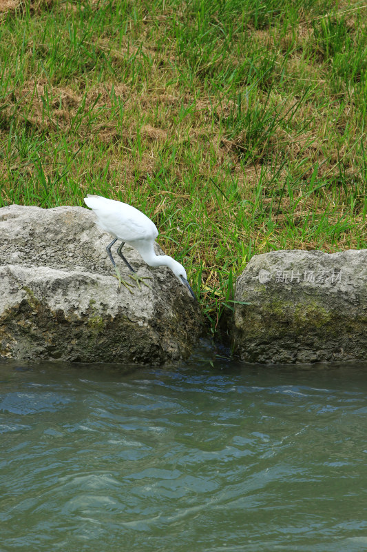 夏日河边觅食的白鹭