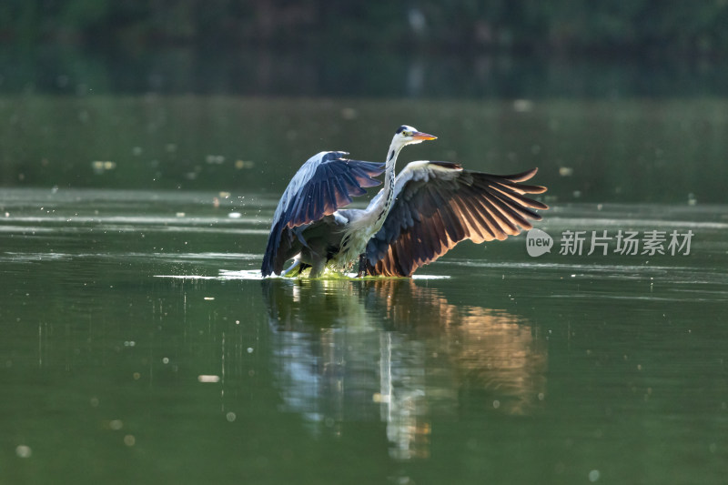 苍鹭捕食