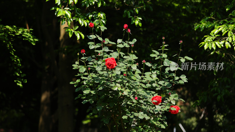 蔷薇科红色月季花