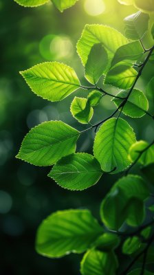 雨后阳光植物绿叶逆光树叶自然背景