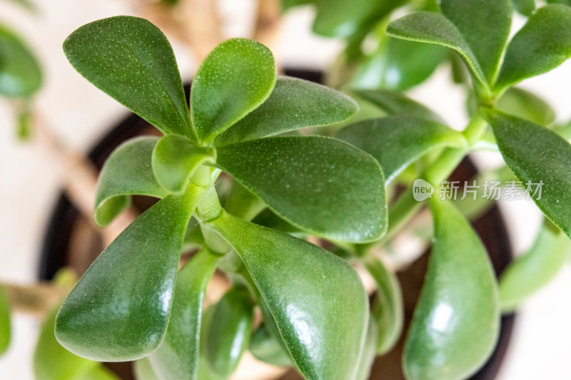 多肉植物玉树金钱树发财树绿色叶片特写