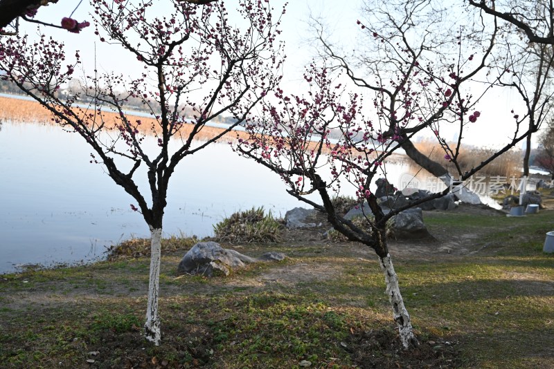 湖边枯树与远山景色