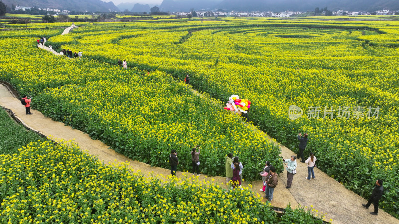 航拍油菜花盛开  美丽乡村