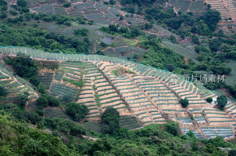 神湾镇高山梯田菠萝种植园