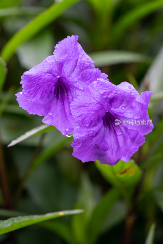 翠芦莉花朵特写