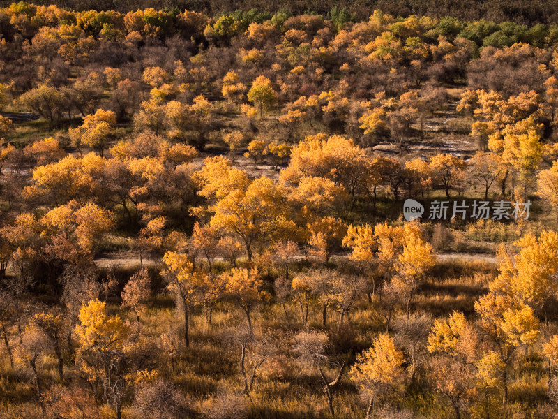 夕阳下的胡杨林