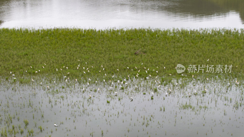 福建泰宁大金湖白鹭湾湿地白鹭