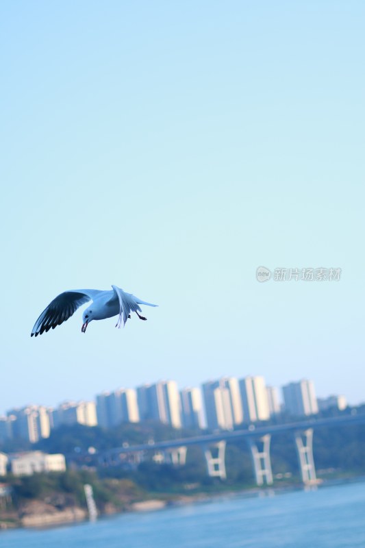 海鸥进食