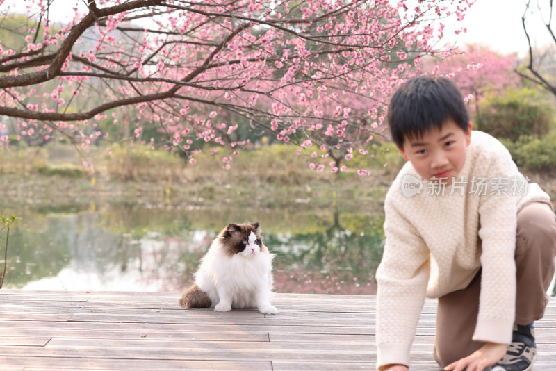 小男孩与宠物猫在梅花树下互动的温馨场景