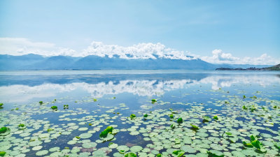 云南大理苍山洱海荷花