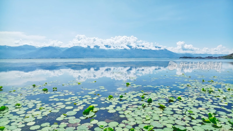 云南大理苍山洱海荷花