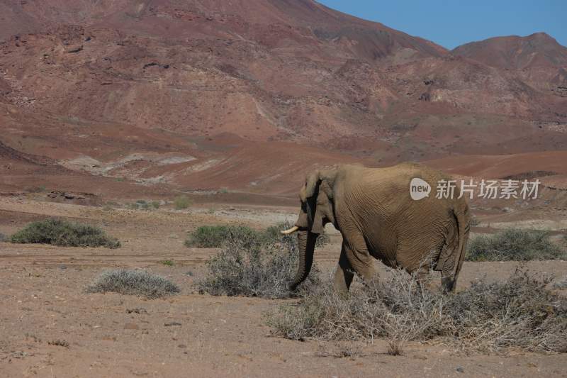 野生动物大象亚洲象