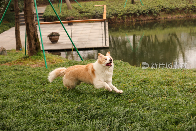 在草地上玩飞盘的边境牧羊犬