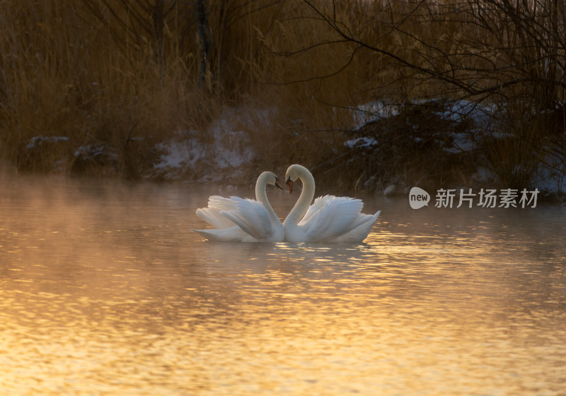 夕阳下两只天鹅在水面相依偎