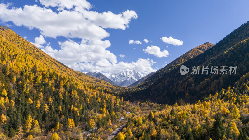 雅拉雪山秋天杉树松树彩林秋景