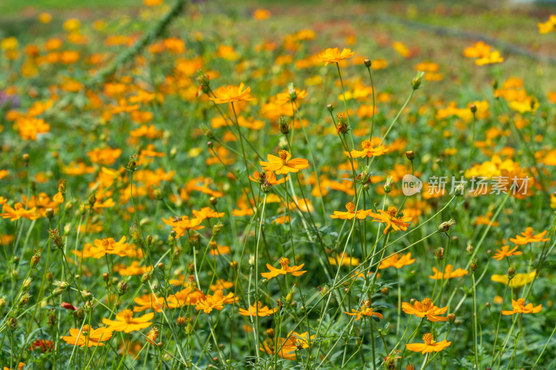田野上一片的硫黄菊花