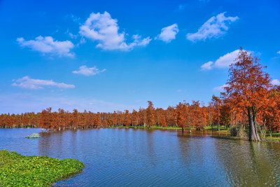 上海青西郊野公园