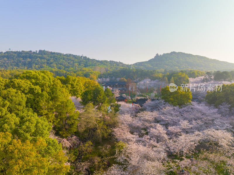 武汉东湖磨山樱花园樱花盛开