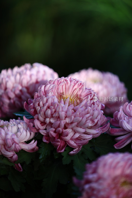 杭州植物园菊花展盛开的粉红色菊花特写