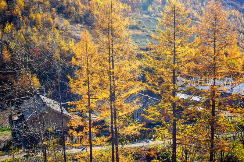 长白山景区森林秋色