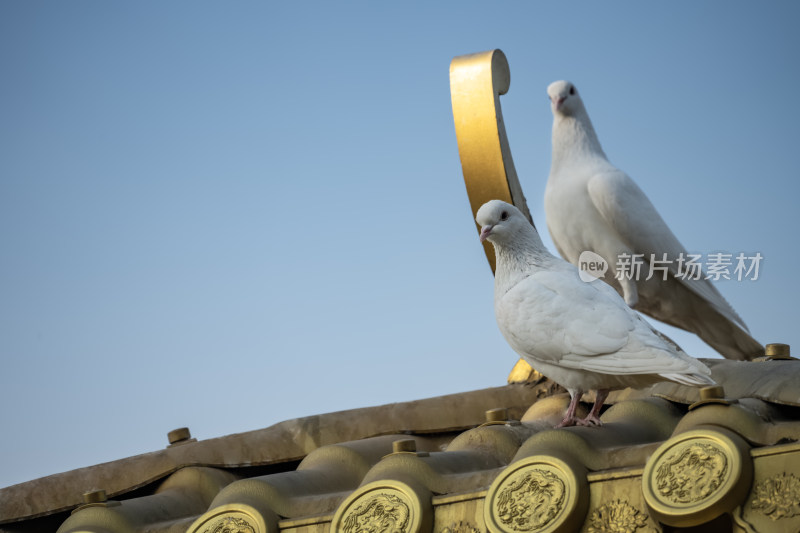 房顶上的鸽子