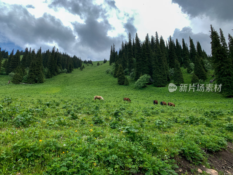 中国新疆伊犁那拉提草原旅游风光