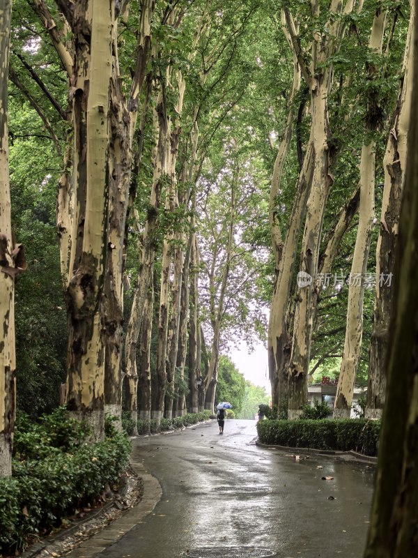 林荫道上有人撑伞行走的雨后场景