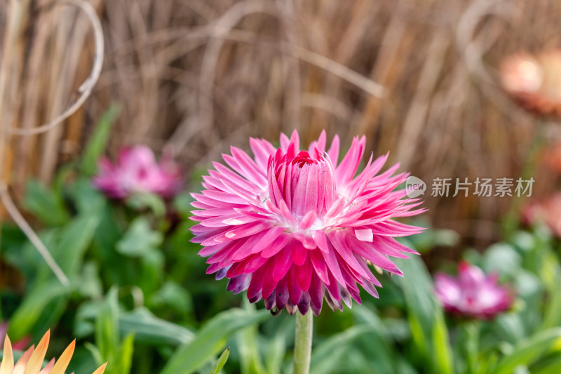 秋天的园林植物麦秆菊开花