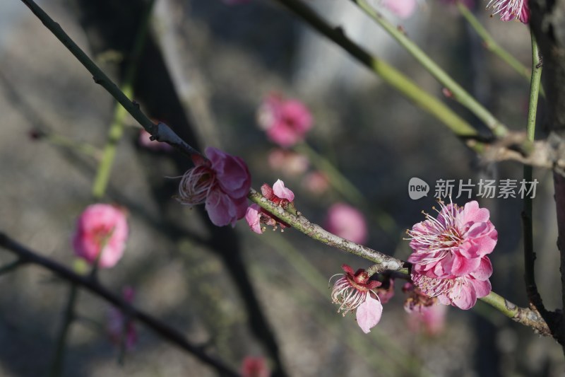 梅花 腊梅 红梅花