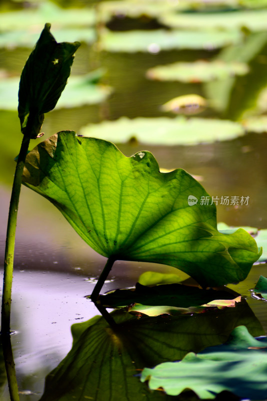 植物园的花花草草