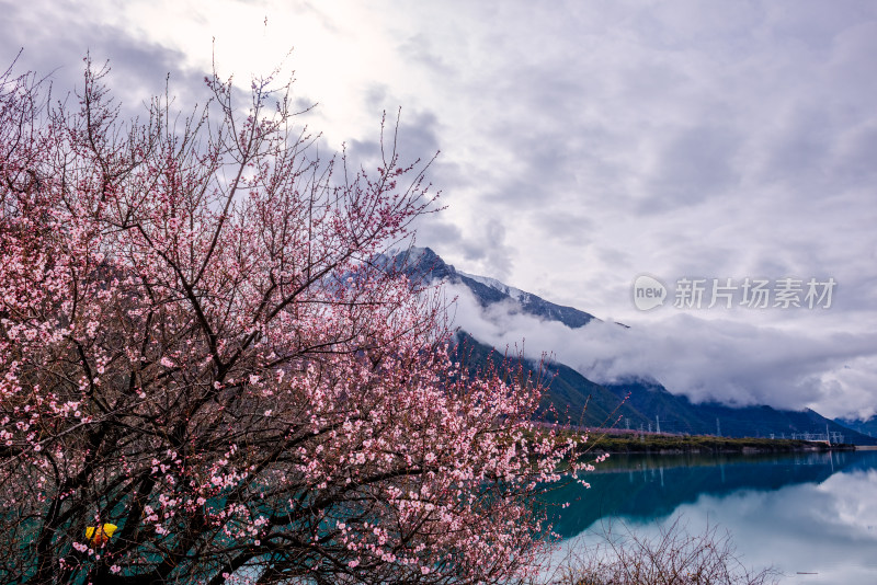 西藏林芝桃花园