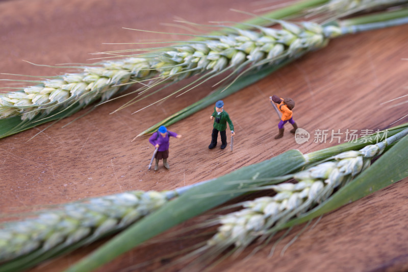 微缩场景两旁小麦和游客