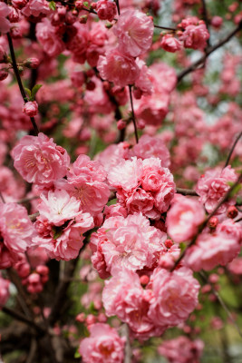 北京四得公园桃花树桃花