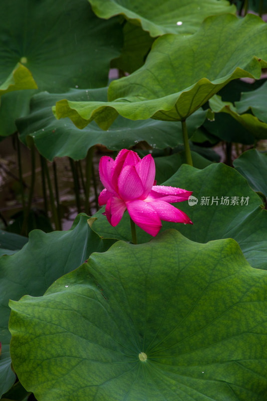 雨中的粉色荷花