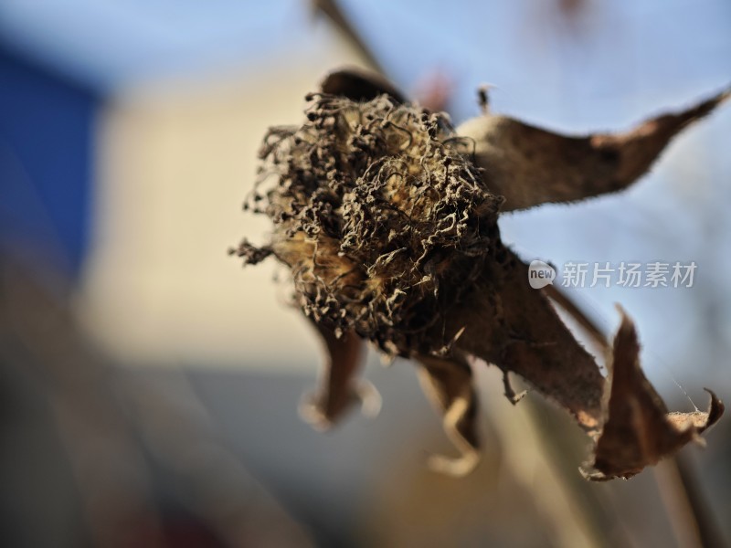 枯萎的植物特写展现生命的凋零