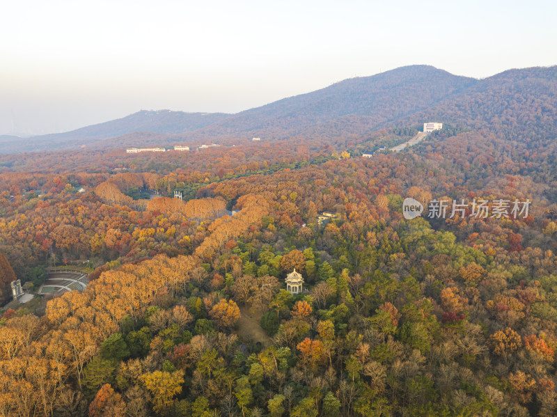 航拍秋季南京中山陵风景区金色梧桐大道