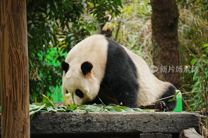 大熊猫在树林中进食